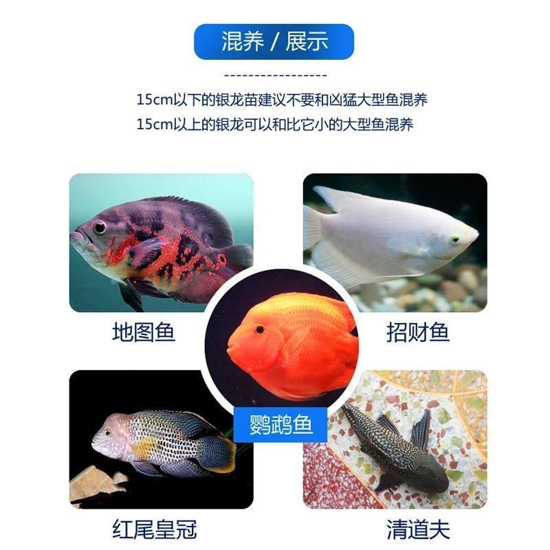 龍魚幼苗一只多少錢一條