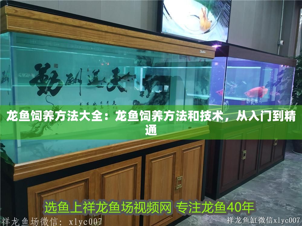 龍魚飼養(yǎng)方法大全：龍魚飼養(yǎng)方法和技術(shù)，從入門到精通