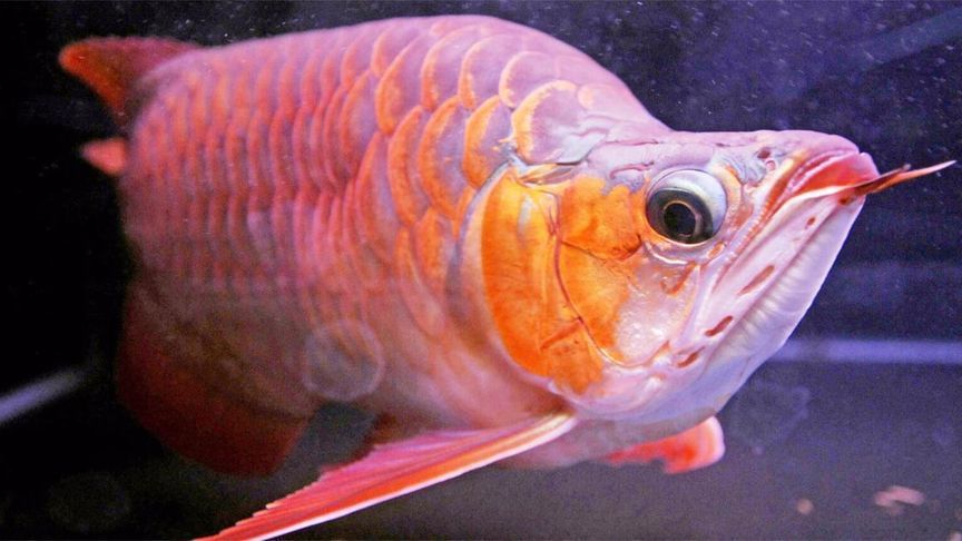 店里金龍魚嘴朝哪：店內金龍魚擺件應該朝向東邊或朝向東邊或朝向東邊或朝向入戶門