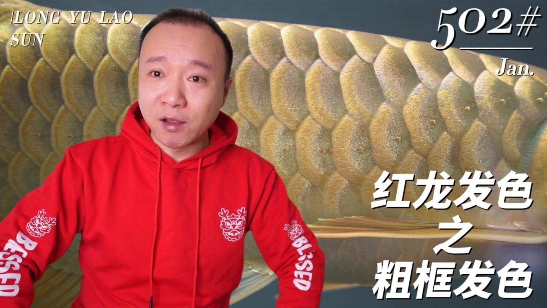 如何挑選橘紅龍魚的幼魚？