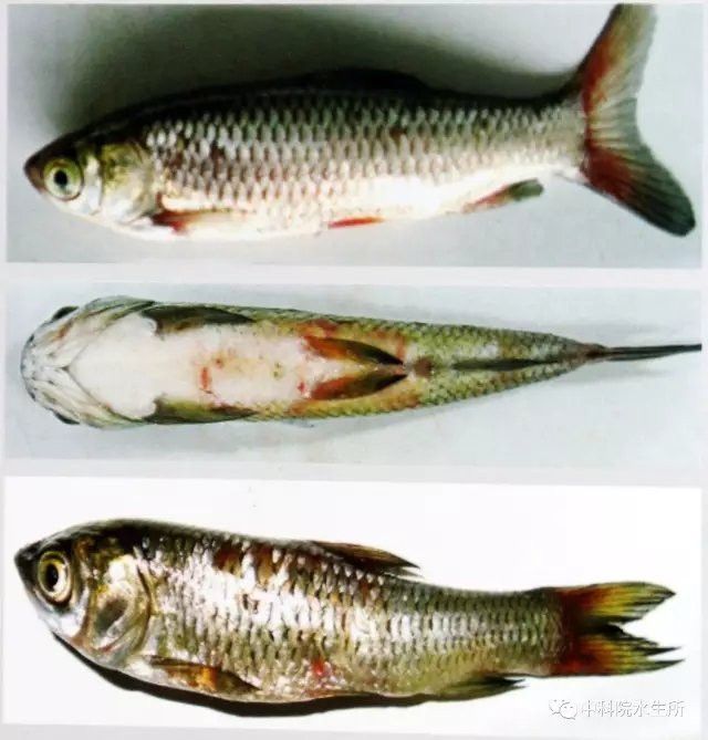 有哪些有效的龍魚疫苗？