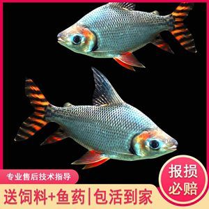 紅龍魚配什么魚好看（紅龍魚和什么魚混養好）
