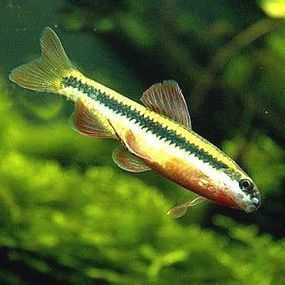 鮈魚是什么魚