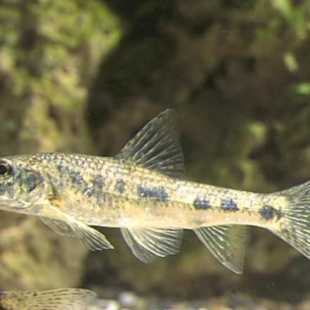 鮈魚是什么魚