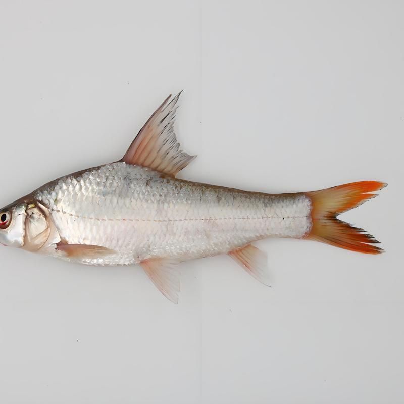 鮈魚是什么魚