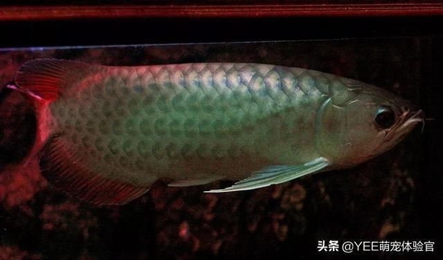 龍魚與西方文化差異探究：龍魚在東方和西方文化中的地位和象征意義