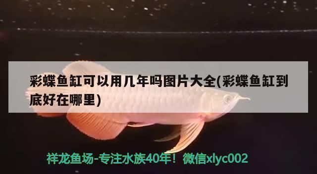 龍魚掉眼手術教程：龍魚掉眼手術方法