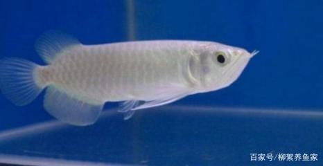 最名貴的龍魚是什么魚：最名貴的龍魚是什么魚呢？