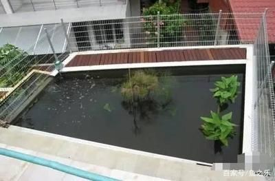 南方室外魚池養(yǎng)龍魚不加溫可以嗎（南方室外魚池養(yǎng)龍魚是否需要加溫）