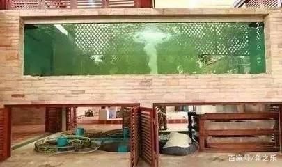 南方室外魚池養(yǎng)龍魚不加溫可以嗎（南方室外魚池養(yǎng)龍魚是否需要加溫）