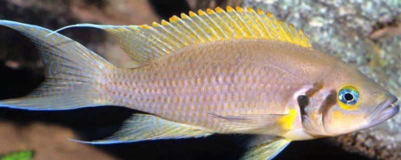 養金龍魚怎么養出燕尾魚：養金龍魚有哪些注意事項？
