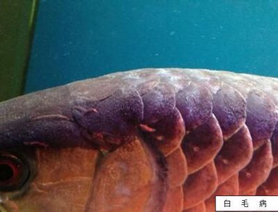 龍魚能喂金魚嗎：龍魚可以和金魚一起養(yǎng)嗎