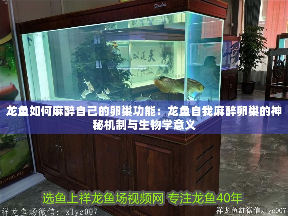 龍魚如何麻醉自己的卵巢功能：龍魚自我麻醉卵巢的神秘機制與生物學意義