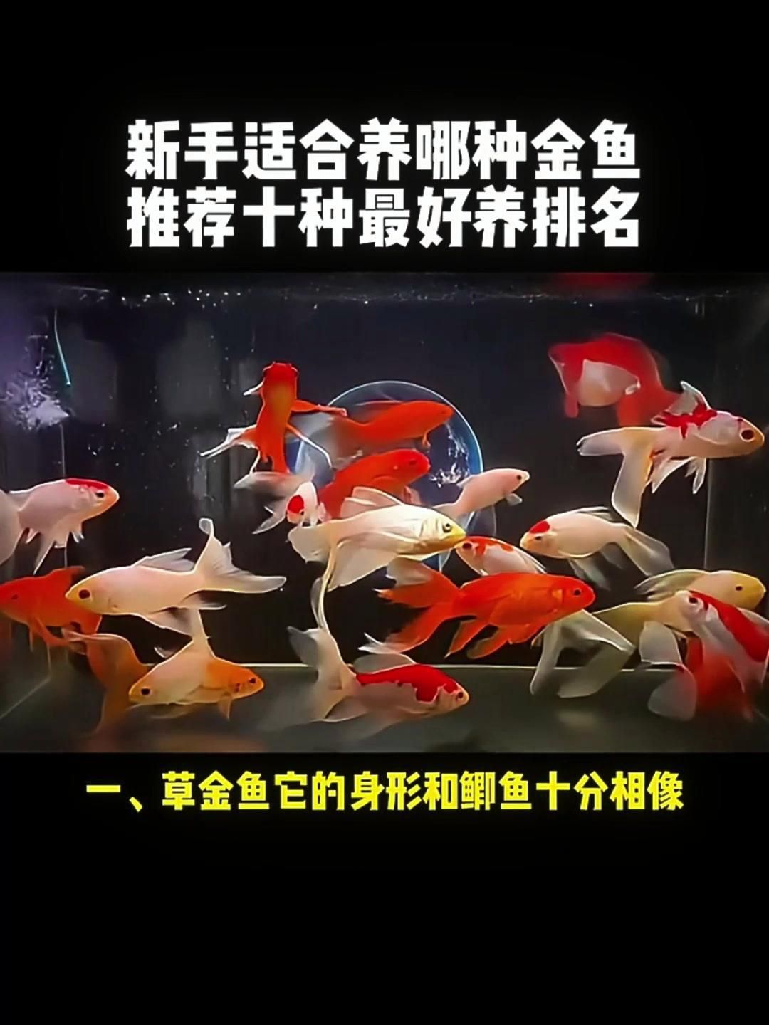 十大最好養(yǎng)的金魚
