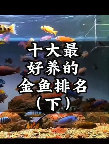 十大最好養(yǎng)的金魚