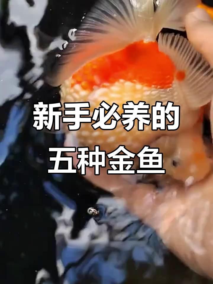 十大最好養(yǎng)的金魚