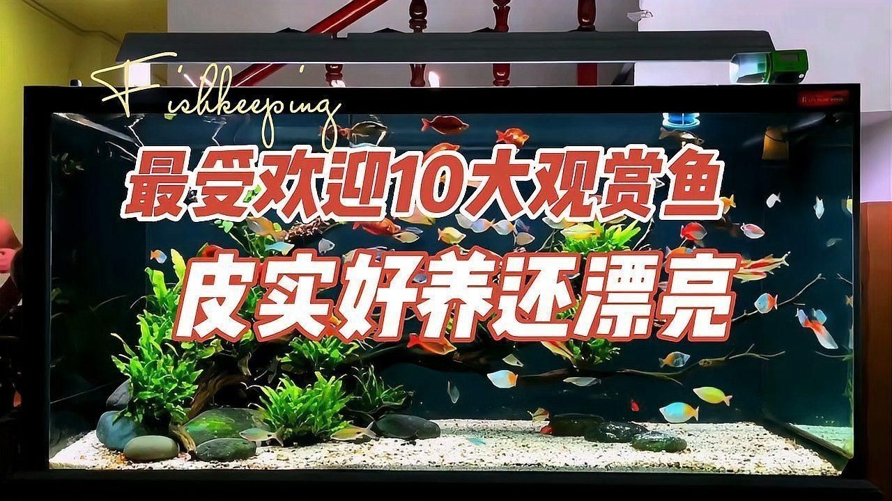 十大最好養(yǎng)的金魚