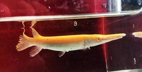 紅眼黃化幽靈火箭魚皇家火箭魚（紅眼黃化幽靈火箭魚的養殖方法）
