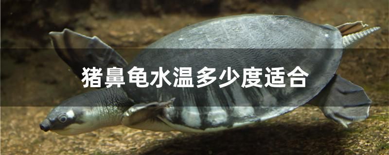巨暴魚苗水溫調(diào)節(jié)常見誤區(qū)：關(guān)于巨暴魚苗水溫調(diào)節(jié)的常見誤區(qū)并沒有完全相關(guān)的直接答案