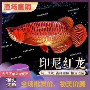 福龍紅龍魚有什么特點嗎：福龍紅龍魚的飼養技術