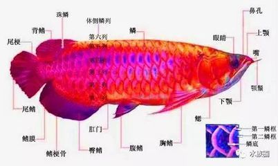 龍魚眼睛上有一層膜是什么原因：龍魚眼睛上出現一層膜是什么原因