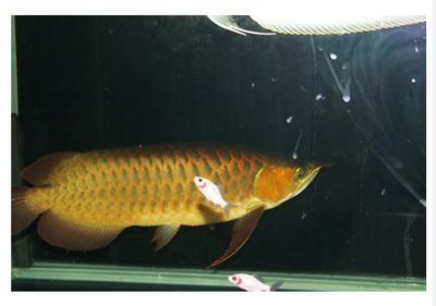 黃尾青龍魚和黃尾龍魚的相關圖片是您可能感興趣的圖像：青龍魚和黃尾龍魚