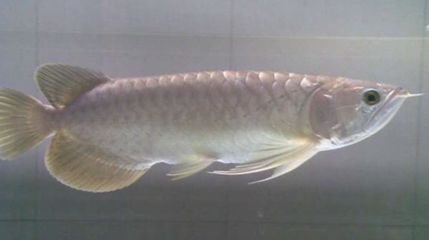 黃尾青龍魚和黃尾龍魚的相關圖片是您可能感興趣的圖像：青龍魚和黃尾龍魚