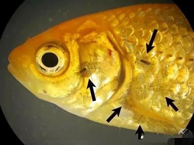 龍魚的魚鰭開裂：龍魚的魚鰭開裂可能由以下幾個(gè)原因造成：龍魚的魚鰭開裂