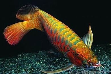 龍魚厭食不吃有什么辦法：龍魚厭食不吃食的問題可能由多種因素引起，龍魚食欲下降怎么辦
