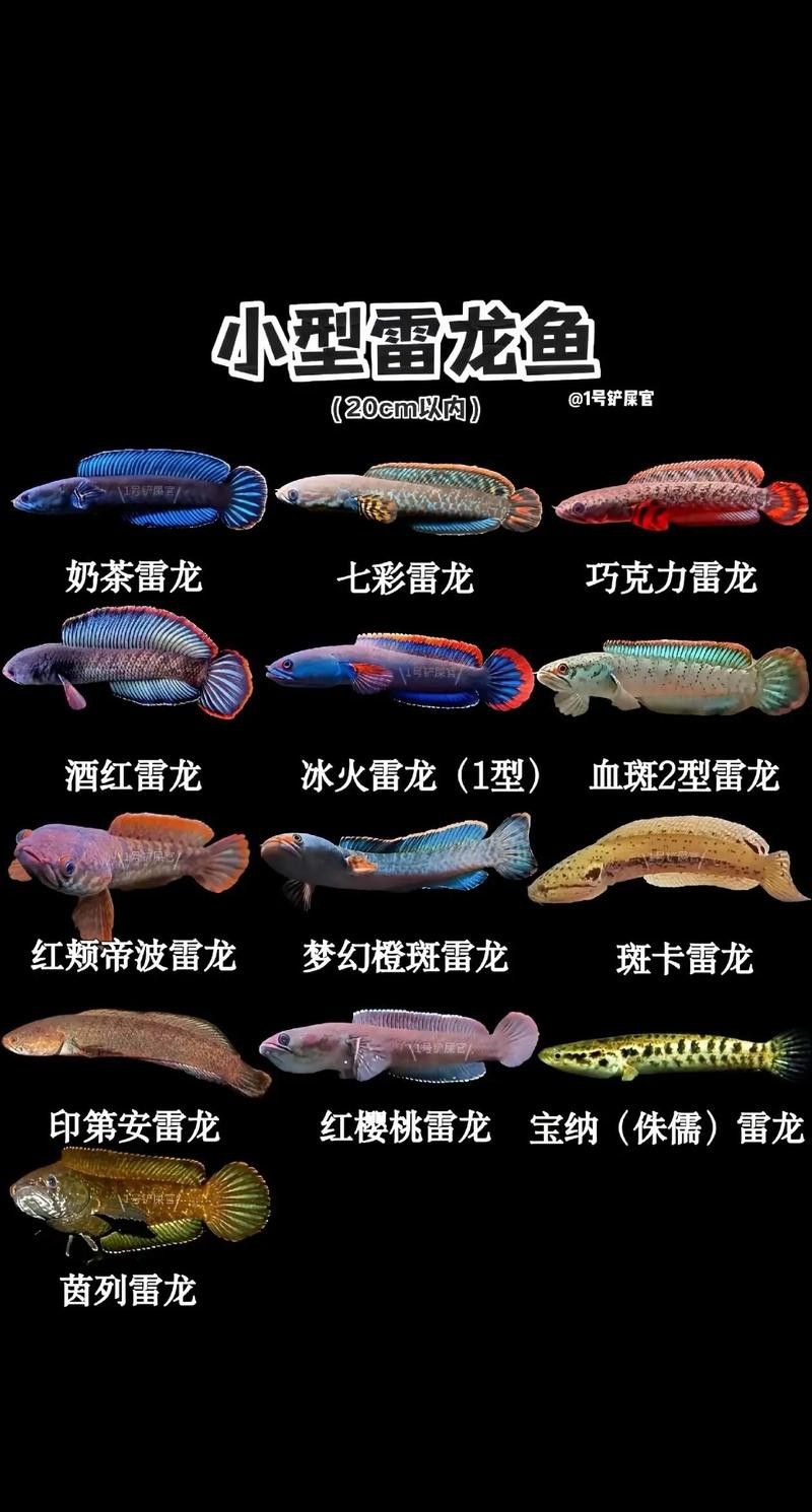 幻紅雷龍魚苗可以和什么混養