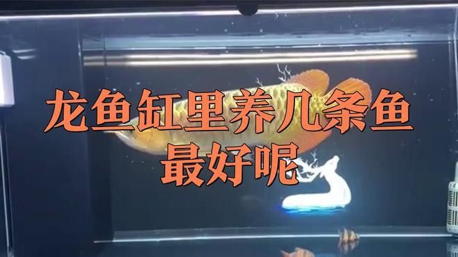 龍魚養幾條最吉利