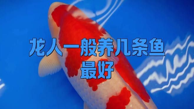 龍魚養幾條最吉利