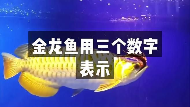 龍魚養幾條最吉利