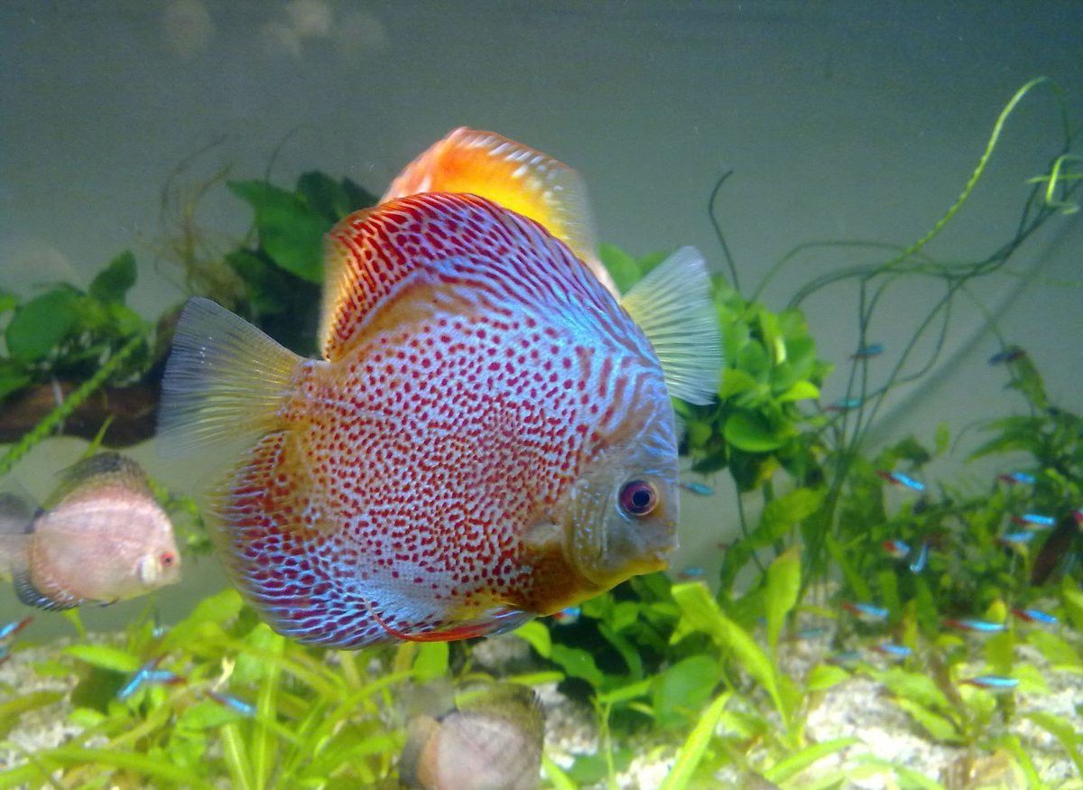 恐龍魚混養神仙魚