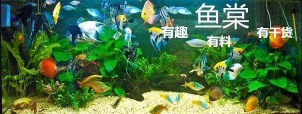 恐龍魚混養神仙魚