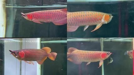 金龍紅龍魚形容詞語