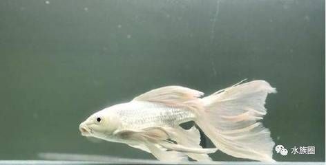 龍鳳鯉魚市場價值，