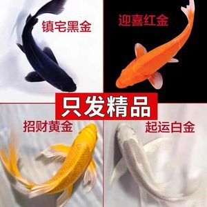 龍鳳鯉魚市場價值，
