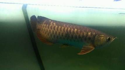 北京哪里有賣龍魚的地方推薦，北京龍魚市場價格對比 北京哪里有賣龍魚的地方推薦，北京龍魚市場價格對比 龍魚百科 第1張