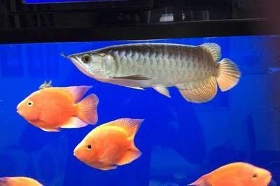 北京哪里有賣龍魚的地方推薦，北京龍魚市場價格對比 北京哪里有賣龍魚的地方推薦，北京龍魚市場價格對比 龍魚百科 第5張