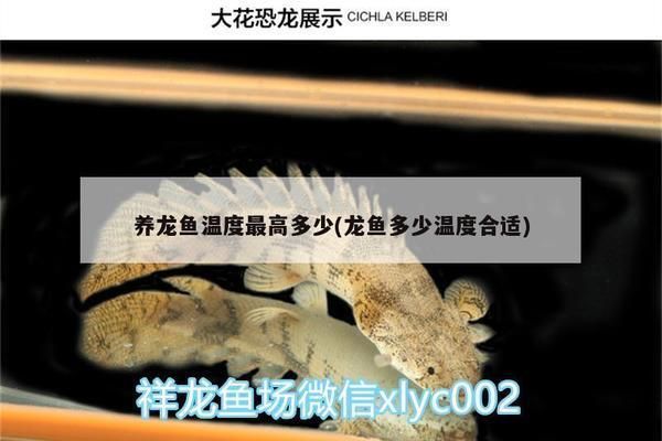 成年銀版魚日常活動量管理：如何判斷銀龍魚水質合適，銀龍魚魚缸布置注意事項