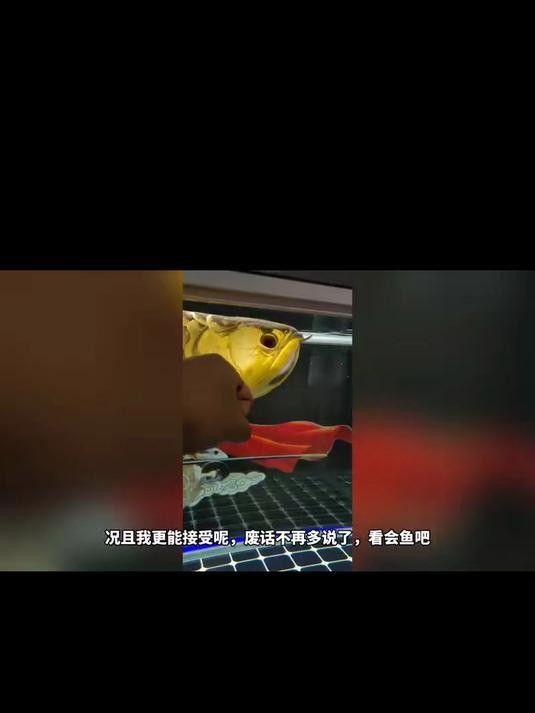 如何判斷金龍魚是否掉眼？ 如何判斷金龍魚是否掉眼？ 龍魚百科 第3張