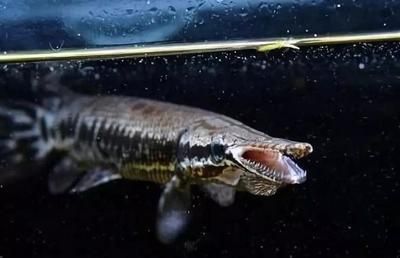 龍魚被小魚咬了會死嗎：關(guān)于金龍魚被小魚咬傷的問題