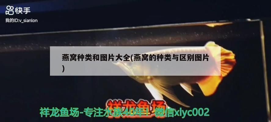 龍魚被小魚咬了會死嗎：關(guān)于金龍魚被小魚咬傷的問題
