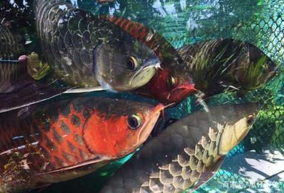 龍魚可以一起養(yǎng)幾條，關(guān)于龍魚混養(yǎng)數(shù)量的一些信息