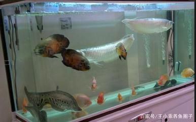 養一條紅龍魚要多大的缸：養一條紅龍魚要多大的缸？ 養一條紅龍魚要多大的缸：養一條紅龍魚要多大的缸？ 龍魚百科 第2張