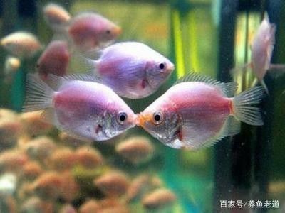 龍魚飼養(yǎng)水溫標準多少度：龍魚的飼養(yǎng)水溫標準是一個重要的飼養(yǎng)參數(shù)