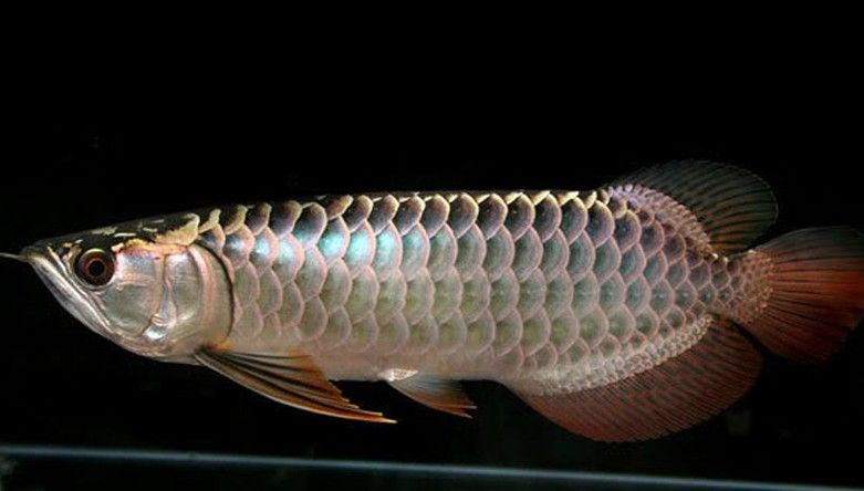 雷龍魚和珍珠龍有何區別？