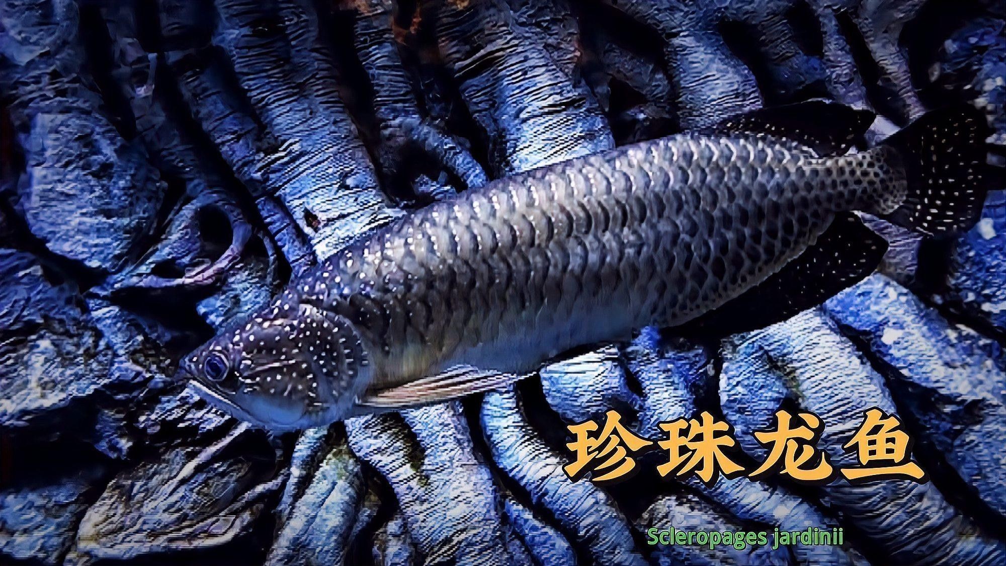 雷龍魚和珍珠龍有何區別？