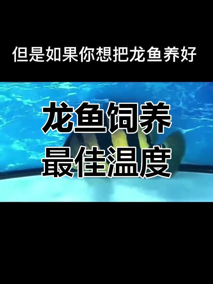雷龍魚和珍珠龍有何區別？
